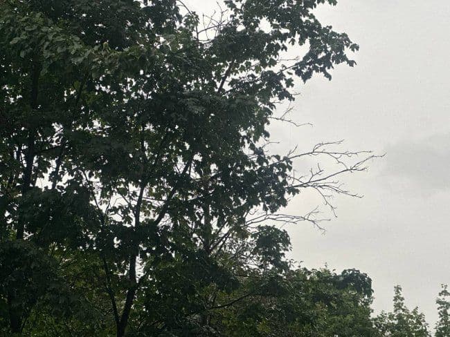 Des arbres aux feuilles sombres sous un ciel gris et menaçant, illustrant les pluies torrentielles et l'atmosphère tropicale inhabituelle à Koursk.