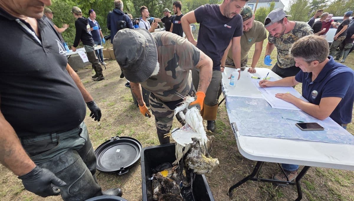 Des bénévoles, dont des chasseurs, collectent des cadavres d'oiseaux morts dans les marais, victimes du botulisme aviaire.