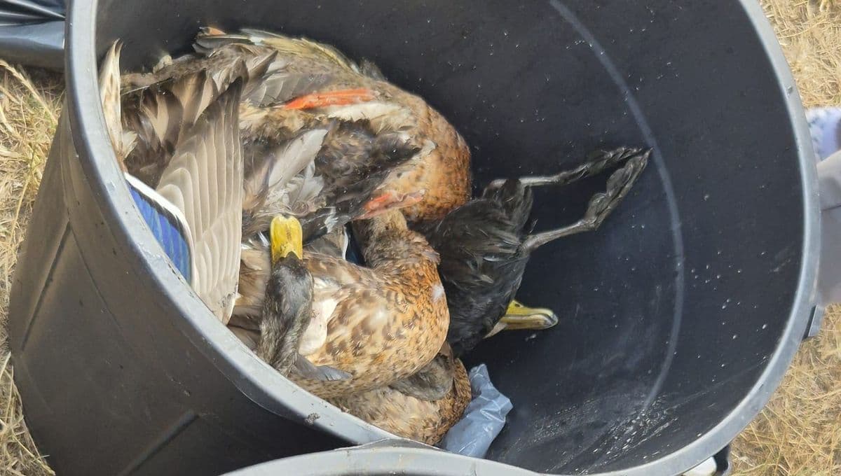 Des cadavres de canards morts du botulisme aviaire empilés dans un bac, symbolisant l'hécatombe dans les marais.