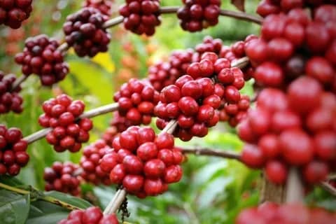Des cerises de café rouges sur une branche, représentant la plantation et le début de la chaîne d'approvisionnement du café.