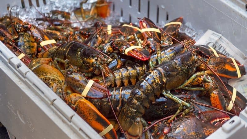 Des homards dans une caisse, illustrant le secteur de la transformation du poisson où travaillent des migrants.