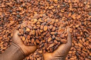 Des mains tenant une poignée de fèves de cacao séchées au Ghana.