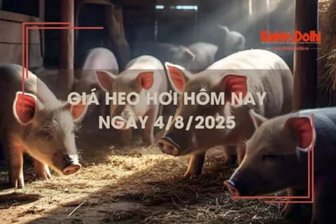 Des porcelets dans une ferme, illustrant la hausse de 1 000 VND/kg du prix du porc vif dans le Sud du Vietnam le 4 août