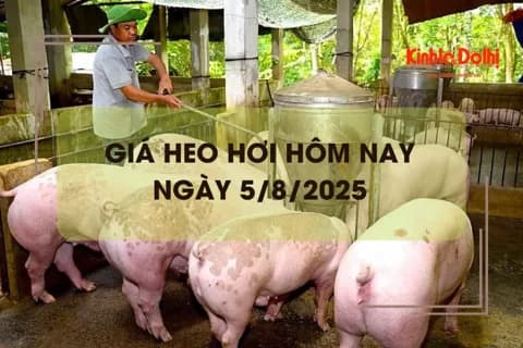 Des porcs adultes dans un enclos, symbolisant le prix du porc vif à Hanoï qui est resté à 65 000 VND/kg le 5 août
