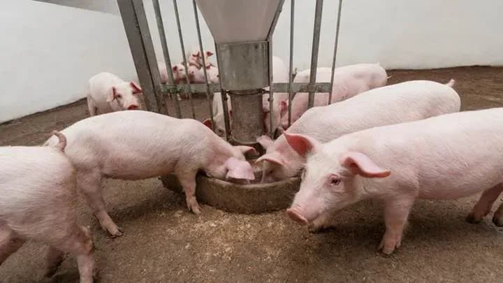 Des porcs roses se nourrissant dans une ferme vietnamienne, représentant le marché du porc