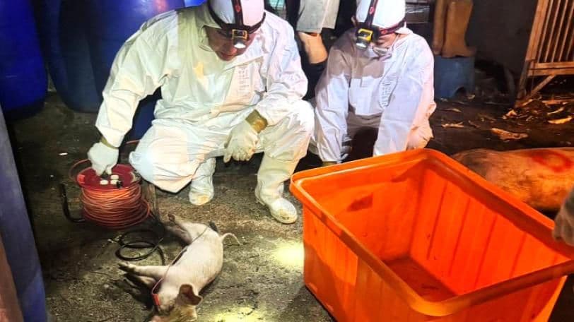 Deux personnes en combinaisons de protection examinant un animal mort, illustrant une enquête ou une intervention des autorités.