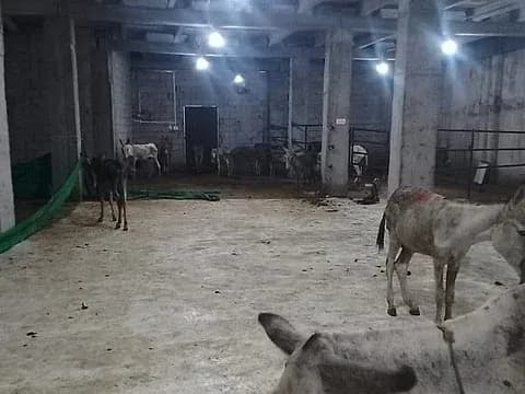 Donkeys rescued from an illegal slaughterhouse during a raid in Islamabad, highlighting the illicit meat trade.