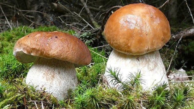 Dva hřiby smrkové rostoucí v mechu, ilustrující ideální vlhkostní a teplotní podmínky pro růst hub.