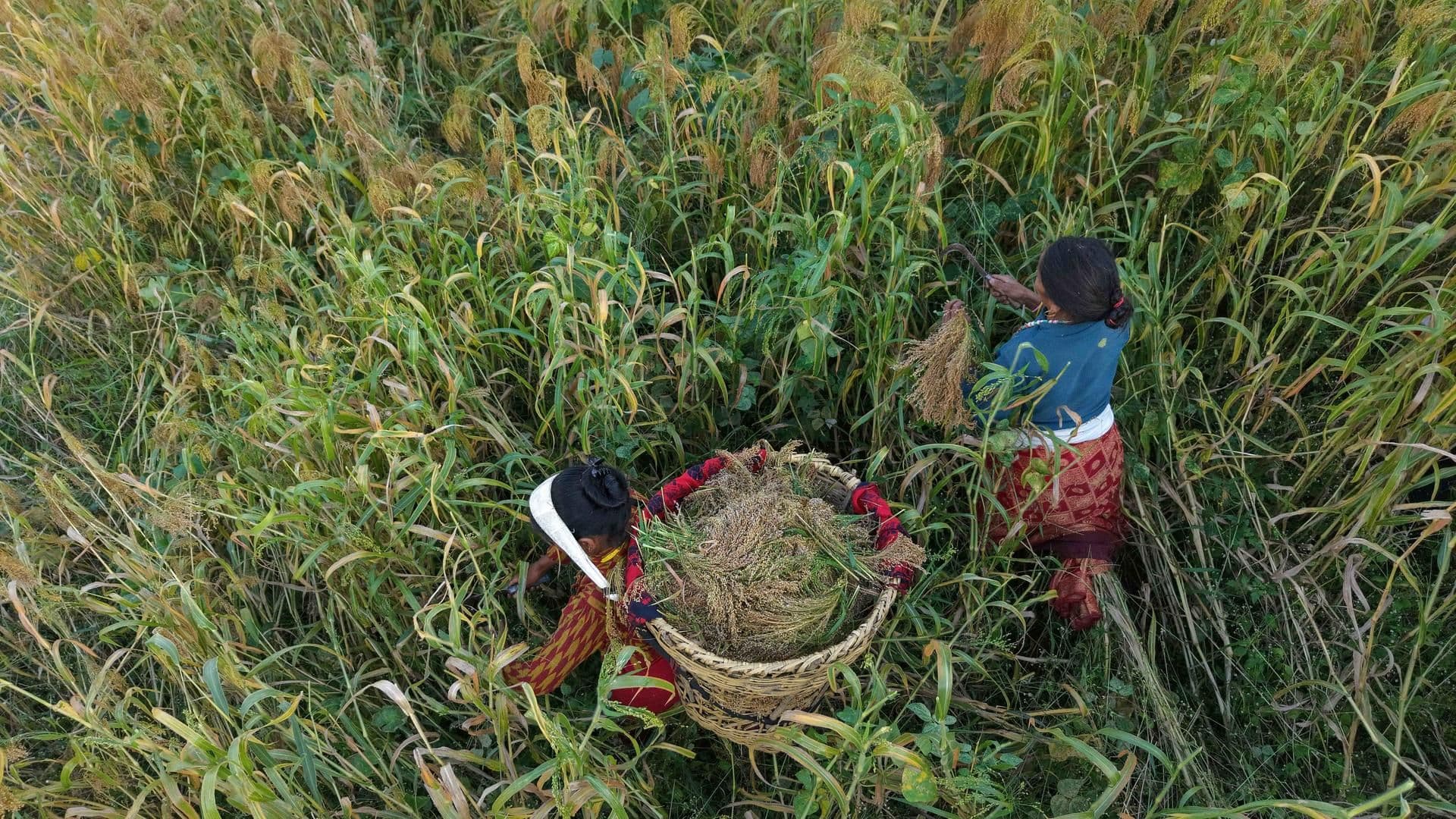 Farmers harvesting crops in a field, illustrating sustainable agricultural practices.