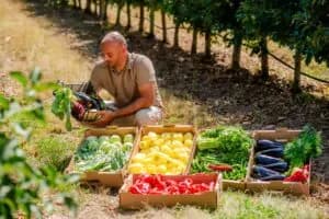 Fermier cu lăzi de legume proaspete, simbolizând activitățile agricole diversificate ale grupului Bonafarm.