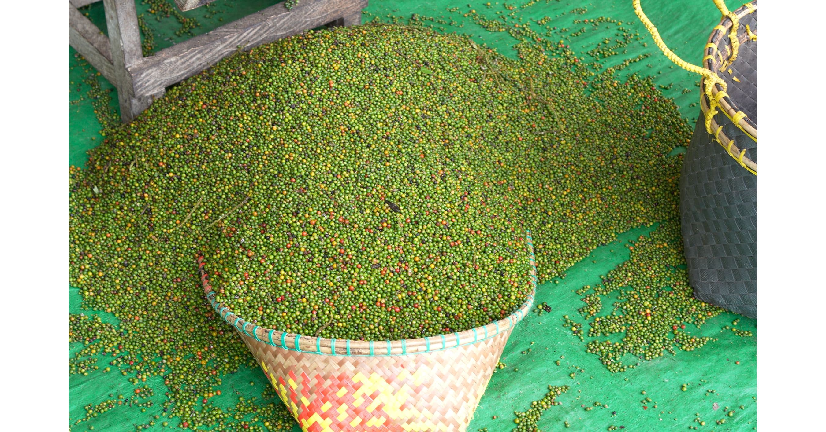 Freshly harvested pepper berries in a basket, highlighting the raw commodity product.