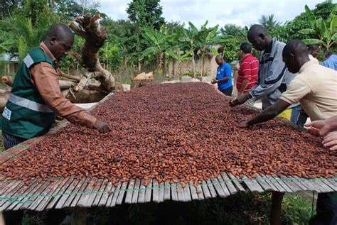 Ghanaian cocoa farmers drying cocoa beans on a raised platform, symbolizing the nation's vital cocoa industry.