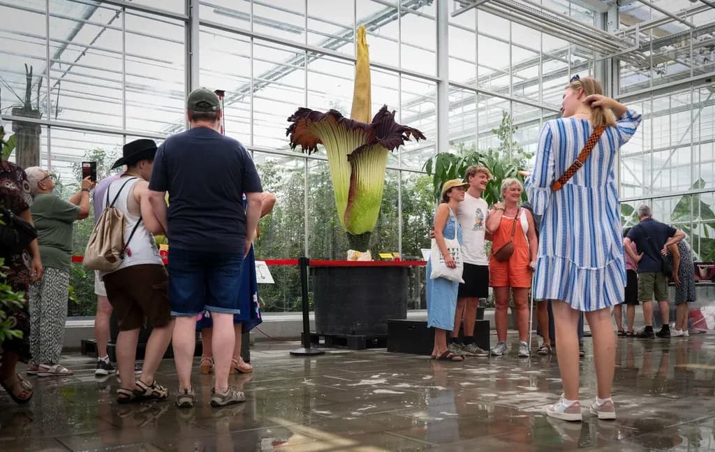 Gigantyczny dziwidło olbrzymie (trupi kwiat) w pełnym rozkwicie, otoczony przez podziwiających go ludzi w szklarni.