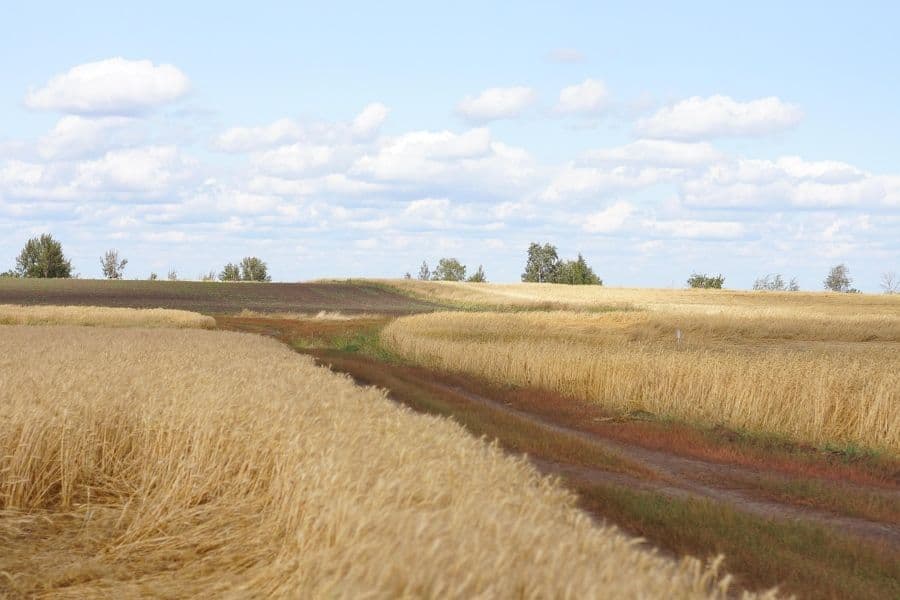 Golden wheat fields under a sky with scattered cumulus clouds, representing Hungary's vibrant August weather tapestry.