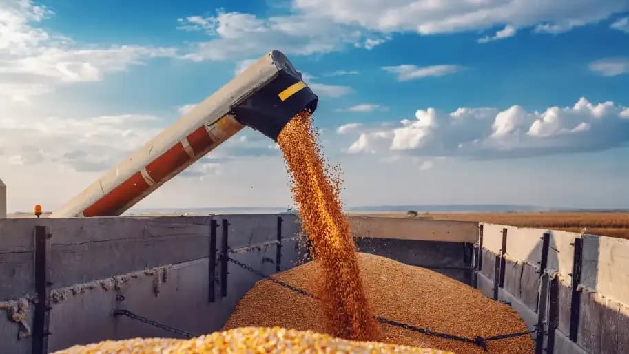 Grain being poured by heavy machinery into a transport container, illustrating the scale and productivity of agricultural operations.
