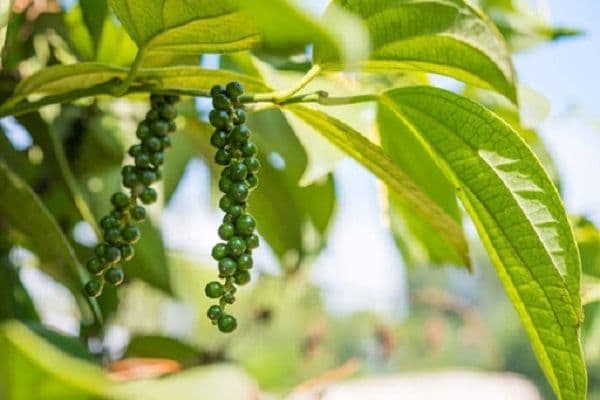 Grains de poivre vert sur une branche, illustrant la stratégie de rétention des stocks par les entreprises vietnamiennes.