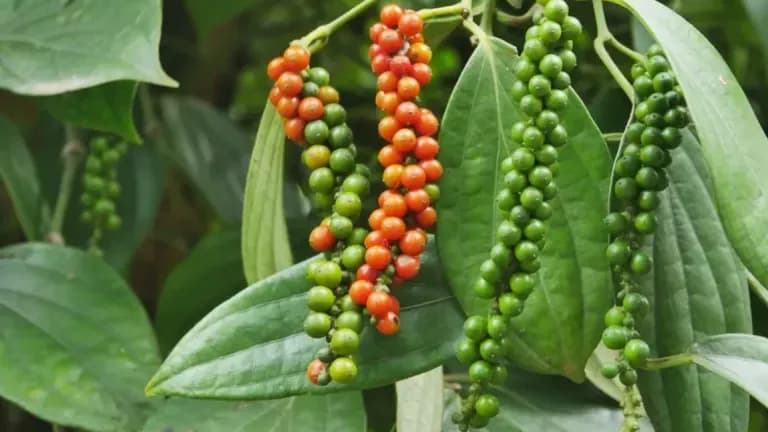 Grains de poivre verts et rouges sur la vigne, illustrant les différentes étapes de maturation et les perspectives d'évolution du marché.
