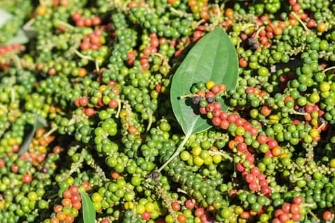 Grains de poivre verts et rouges sur la vigne, symbolisant la récolte et la hausse des prix du poivre vietnamien.