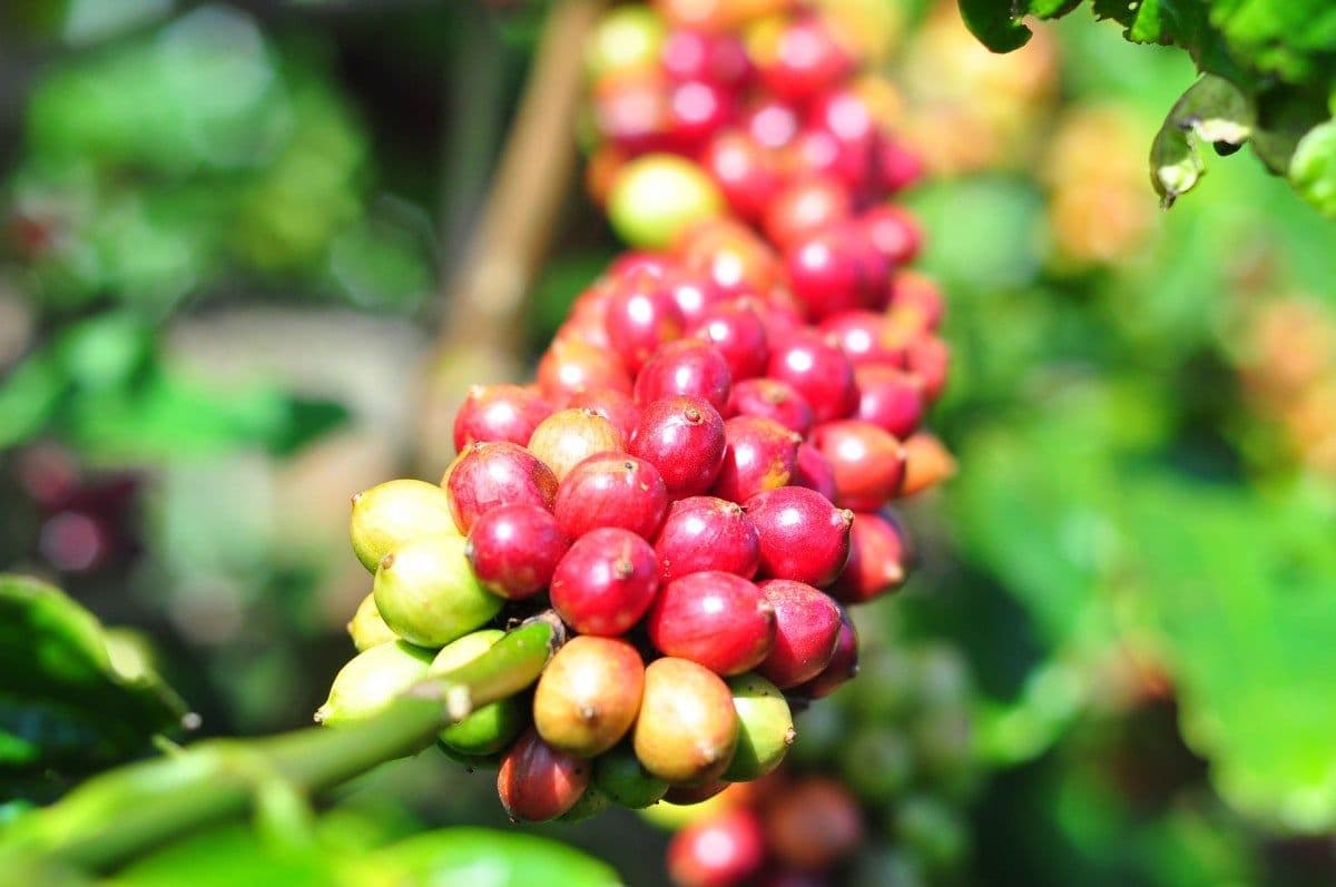 Grappes de cerises de café mûres sur une branche, représentant l'avenir du grain de café et la durabilité.