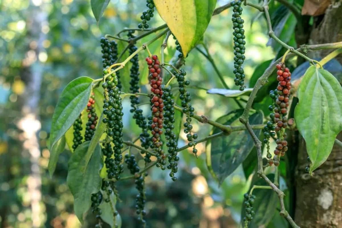 Grappes de poivre vert et rouge sur une vigne, reflétant la tendance des prix vietnamiens.