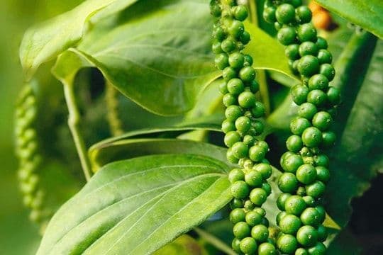 Grappes de poivre vert sur la vigne, illustrant les innovations agraires et la culture hors saison au Vietnam.