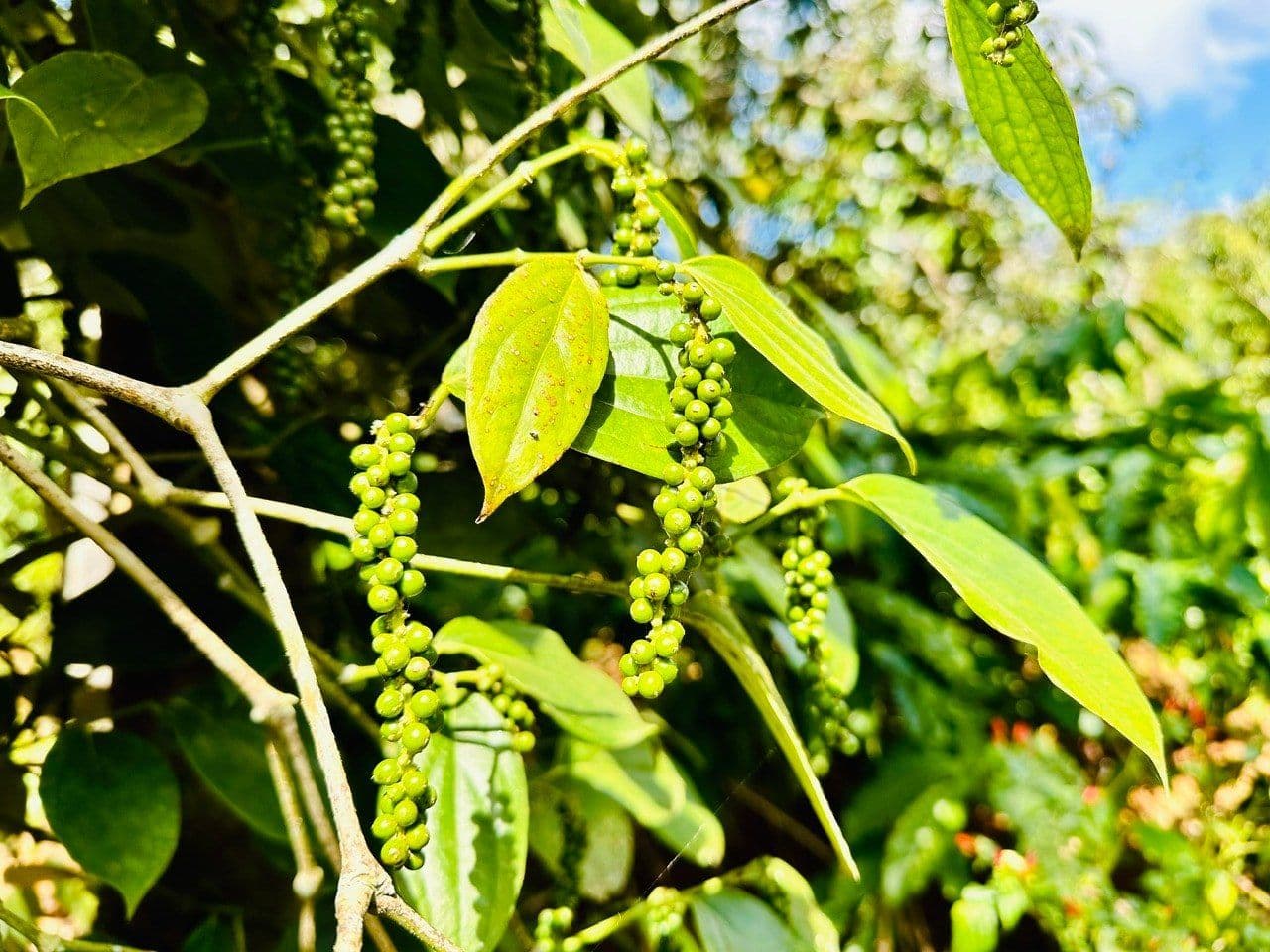 Grappes de poivre vert sur la vigne, représentant la récolte et les stocks gérés par les agriculteurs vietnamiens.