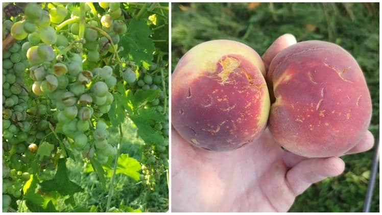 Grappes de raisin et pêches endommagées par la grêle, illustrant les dégâts agricoles à Vérone.