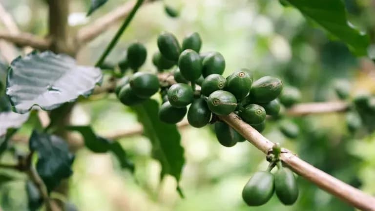 Gros plan de cerises de café vertes sur une branche, symbolisant les récoltes futures menacées par le climat.