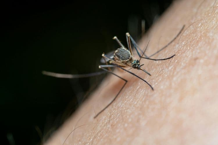 Gros plan d'un moucheron piqueur sur la peau humaine, illustrant une piqûre.