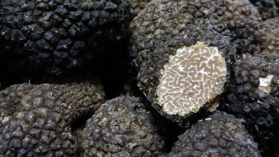 Gros plan sur des truffes noires bulgares, dont une coupée pour révéler sa texture marbrée.
