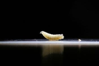 Gros plan sur une larve de ver térébrant (Cochliomyia hominivorax), le parasite menaçant le bétail et la sécurité alimentaire.