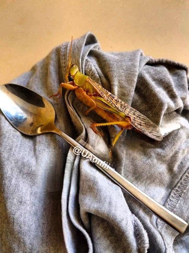 Grosse sauterelle posée sur un tissu gris à Zaporijjia, symbole du fléau agricole.