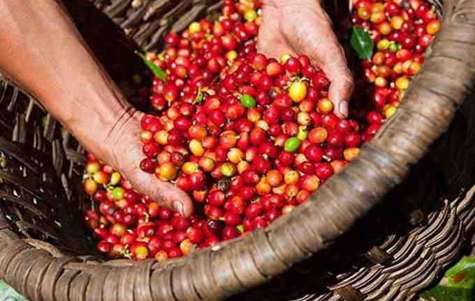 Hands holding a large quantity of ripe red coffee cherries in a basket, symbolizing global coffee supply and harvest.