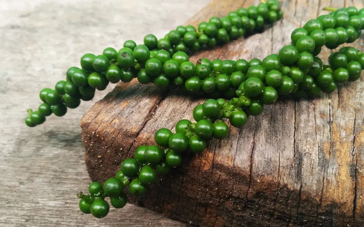 Hạt tiêu xanh tươi, tượng trưng cho tiềm năng phát triển bền vững và nâng cao giá trị của ngành tiêu Việt Nam trong tương lai.