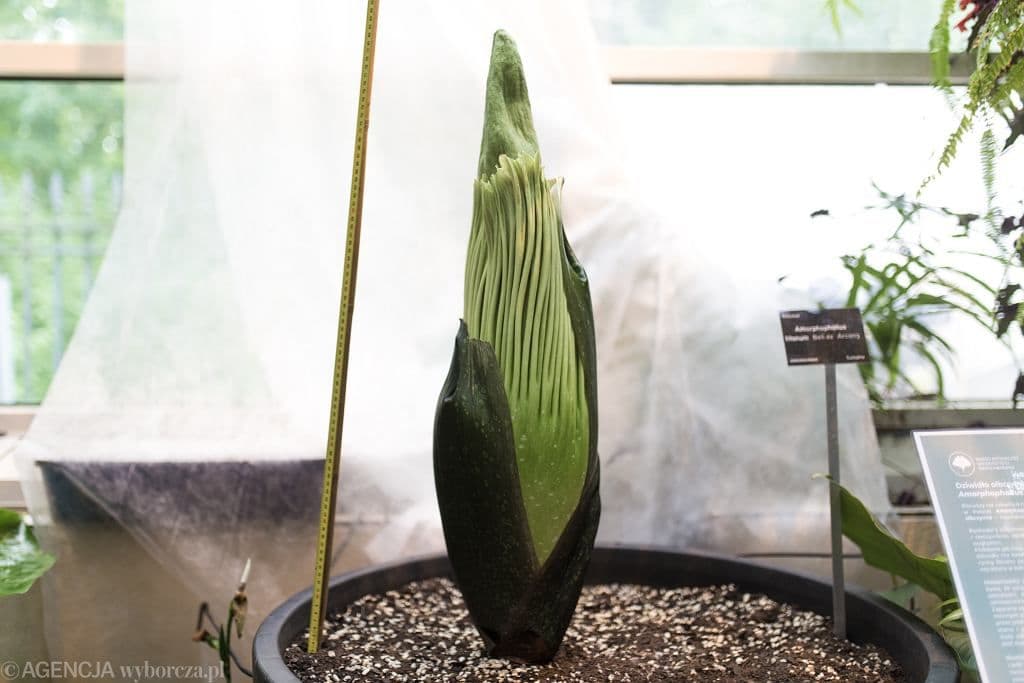 Jeune Amorphophallus titanum en croissance dans une serre, avec une règle de mesure indiquant sa taille.