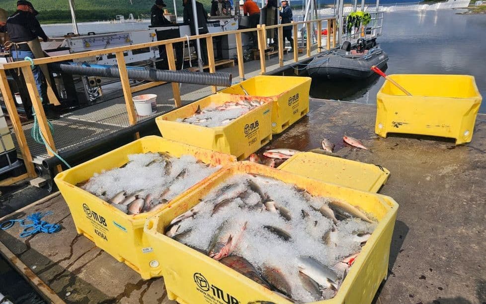 Large crates filled with caught pink salmon, covered in ice, at the Tana River dam, awaiting transport.