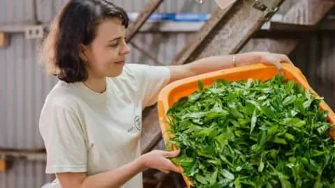 Lauren Purvis, fournisseur de thé, transportant des feuilles de tencha dans une installation de production de matcha, soulignant les défis d'approvisionnement.