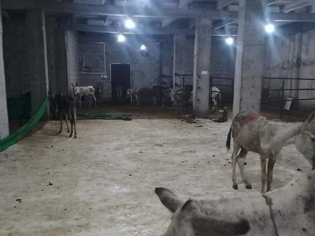 Live donkeys inside a dimly lit, concrete farmhouse facility, part of an illicit meat operation in Islamabad.