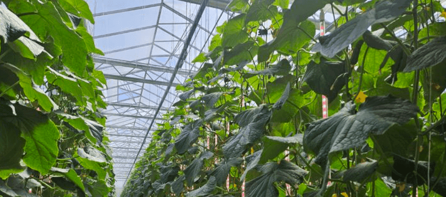 Lush green plants growing inside a modern greenhouse, illustrating advanced farming techniques and innovation fostered by KINTEX.