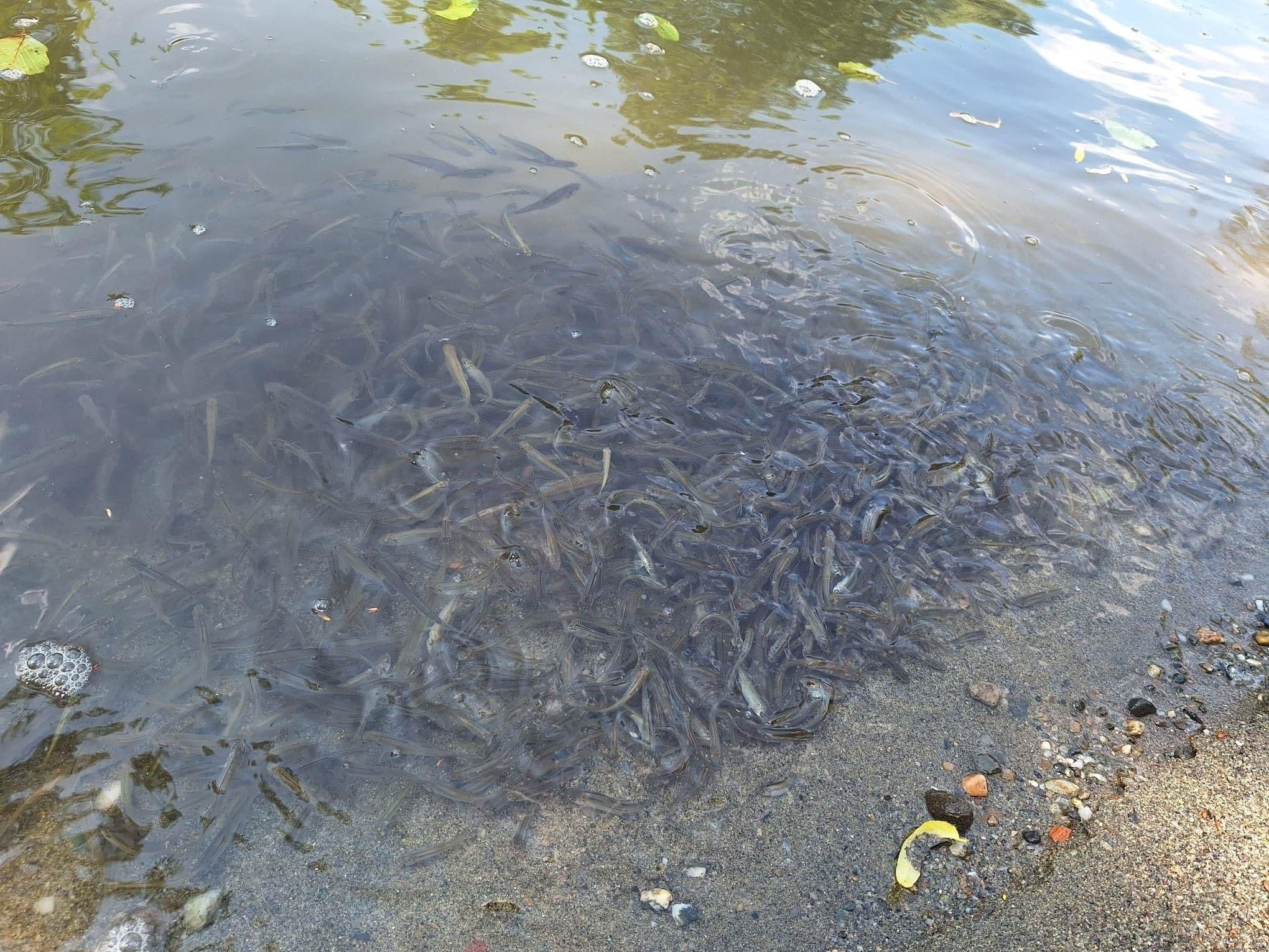Mortalité piscicole massive dans la rivière Târnava Mică, symbole de la catastrophe écologique de Praid.