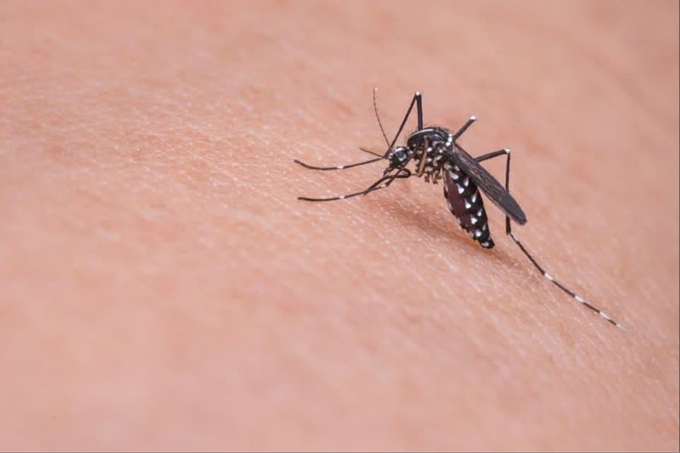 Moustique Aedes, vecteur du virus du Chikungunya, piquant la peau.