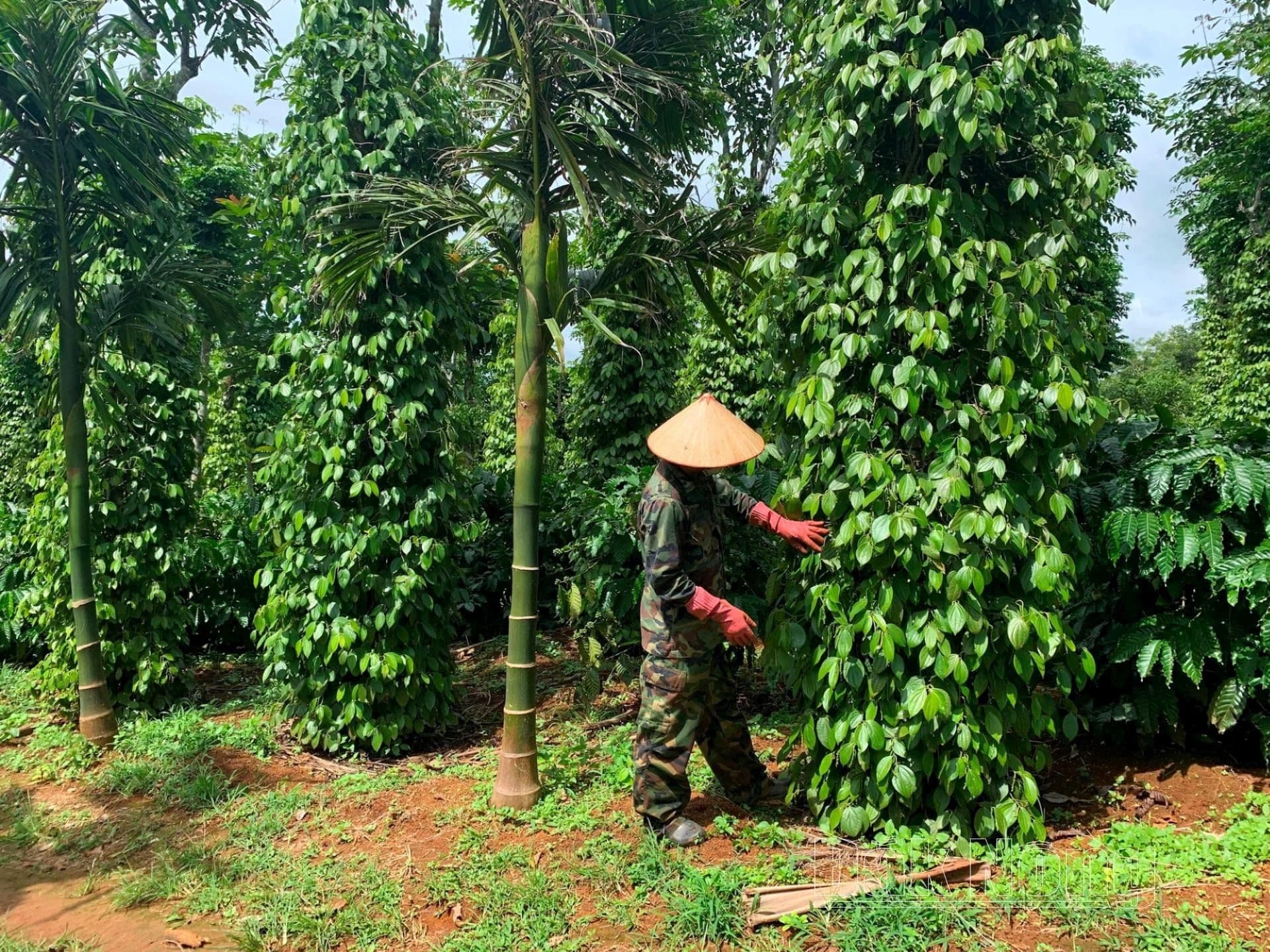 Người nông dân chăm sóc cây tiêu, minh họa nguồn cung nội địa hạn chế và nhu cầu cao đẩy giá tiêu Việt Nam lên.