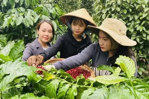 Nông dân thu hoạch cà phê, tượng trưng cho sự tăng giá mạnh của cà phê Robusta và cuộc cạnh tranh thu hút vốn đầu tư.