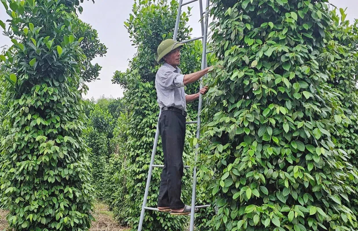 Nông dân Việt Nam chăm sóc vườn tiêu, thể hiện sự đổi mới trong canh tác và sản xuất.