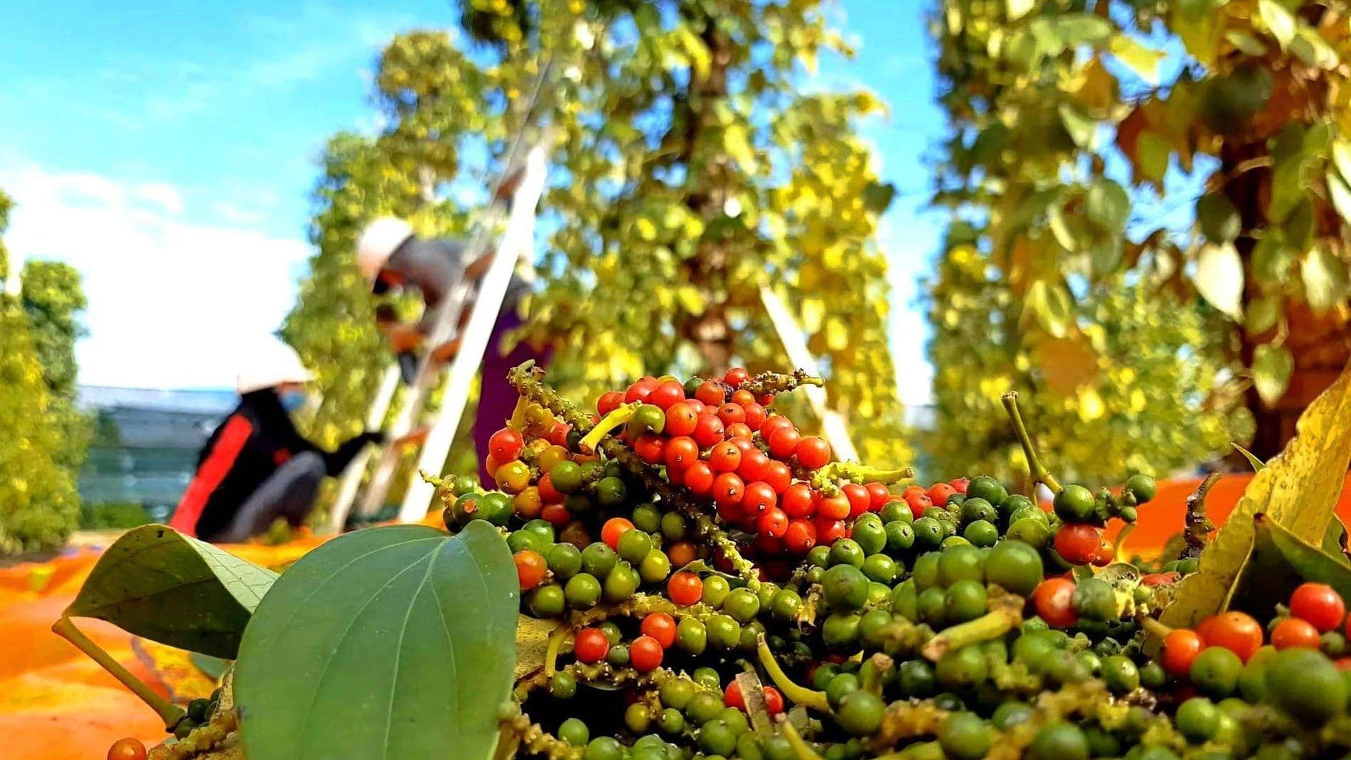 Nông dân Việt Nam thu hoạch hạt tiêu, thể hiện sự kiên cường của thị trường nội địa với giá tiêu duy trì ở mức cao.