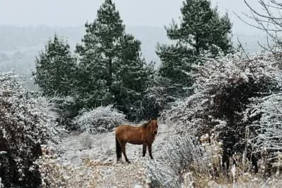 Paysage enneigé avec un cheval, illustrant les températures extrêmes et l'imprévisibilité du climat de Tucumán.