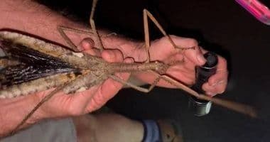 Phasme géant Acrophylla alta tenu dans la main d'un chercheur, illustrant sa taille exceptionnelle.