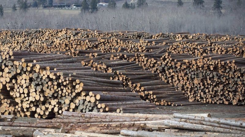 Piles of softwood lumber logs, symbolizing ongoing Canada-US trade disputes and friction points.