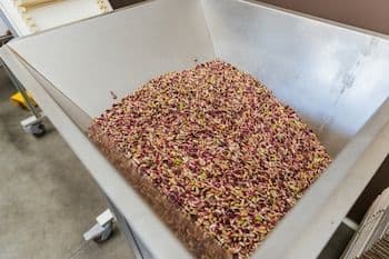 Pistaches brutes dans un conteneur de traitement, représentant les premières étapes de la chaîne logistique.