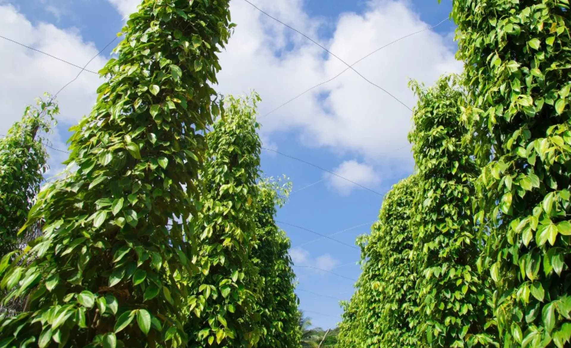 Plants de poivre vert poussant sur des treillis sous un ciel bleu au Vietnam, symbolisant la production d'or noir.